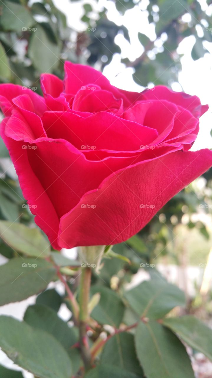 The Garden Rose