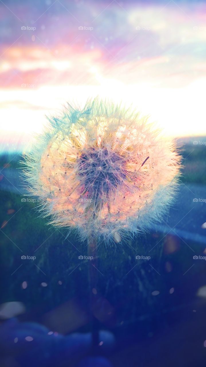 dandelion