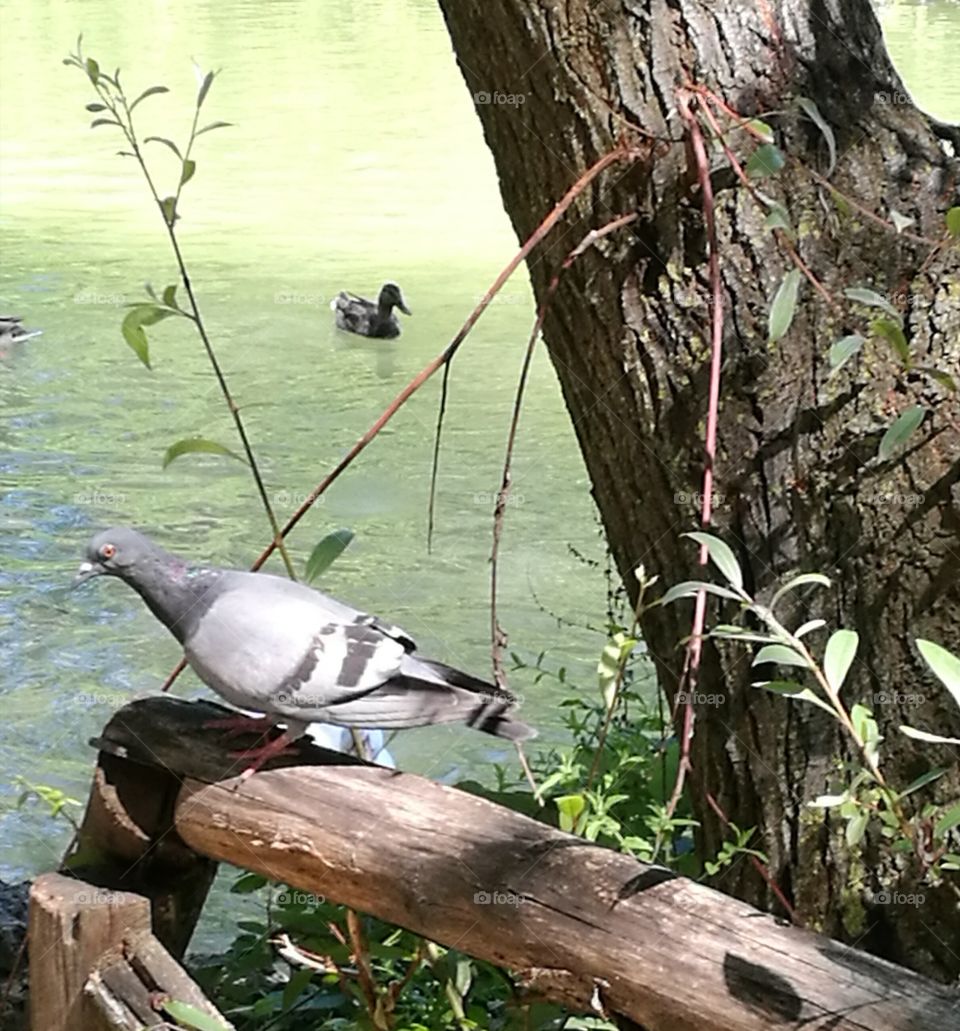 Pigeon and duck