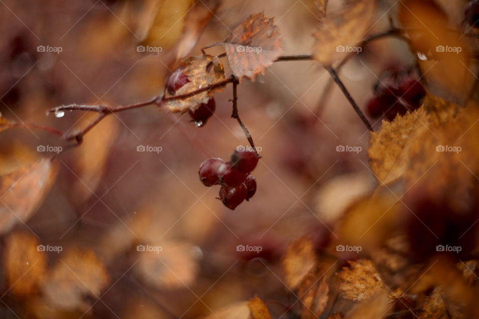 Autumn hawthorn berries macro photo