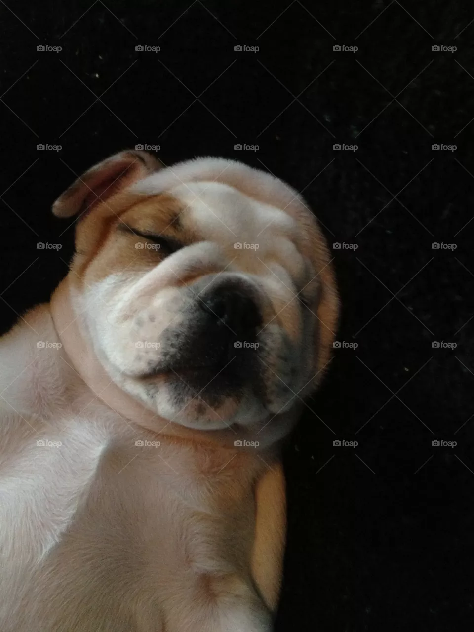 Dog, Mammal, Pet, Canine, Portrait