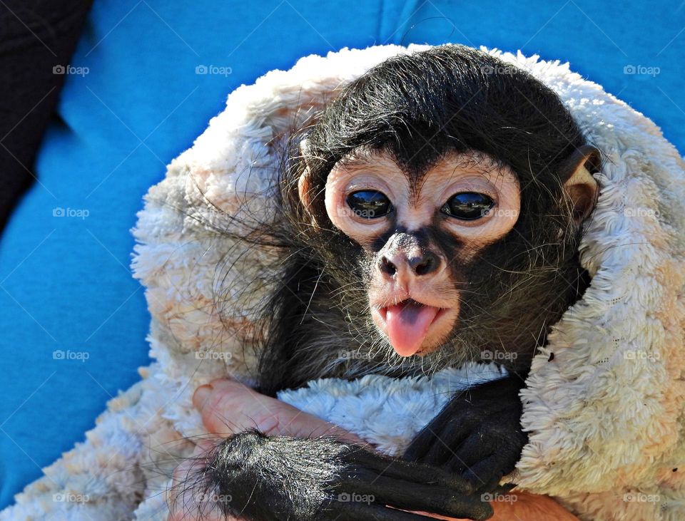 Photo of the year:  Animals - Spider monkeys have long, thin arms with hooklike hands that allow them to swing through the trees. They do not have opposable thumbs. The brown-headed spider monkey has a prehensile tail