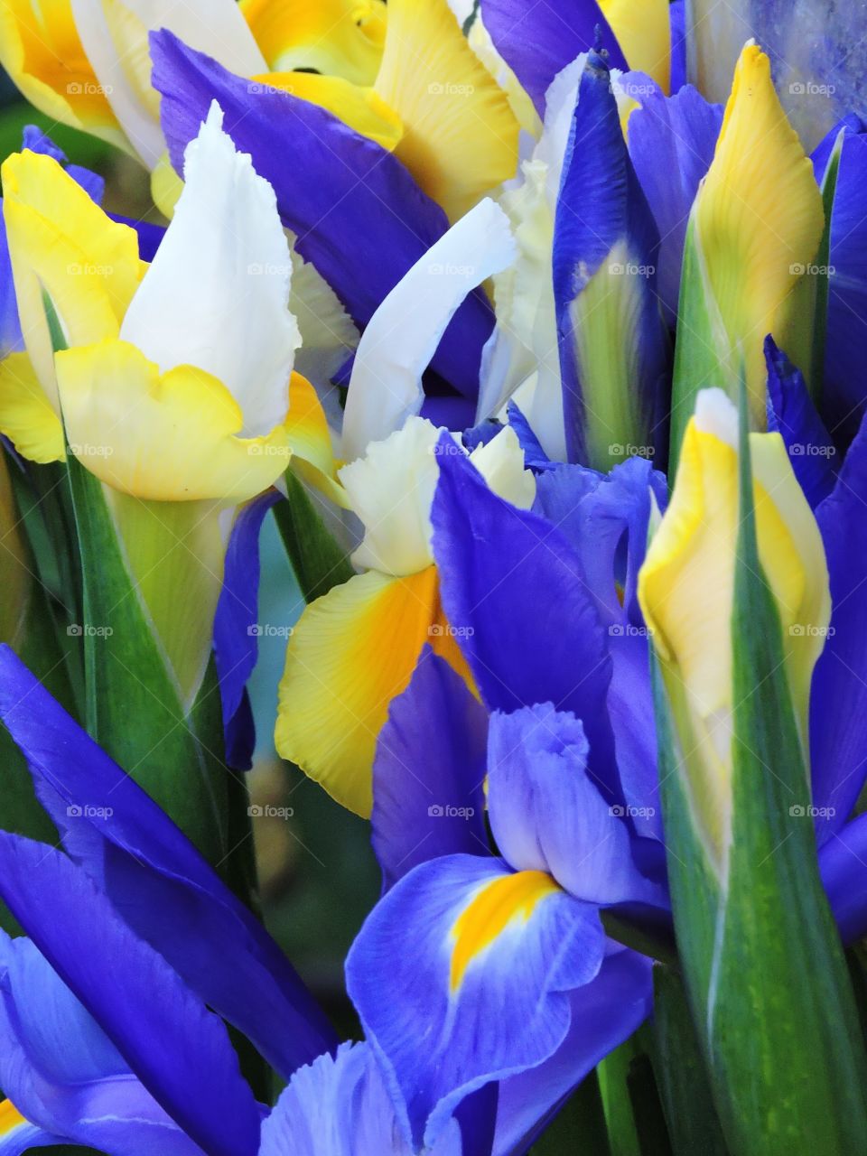 Irises. Flowers in spring 