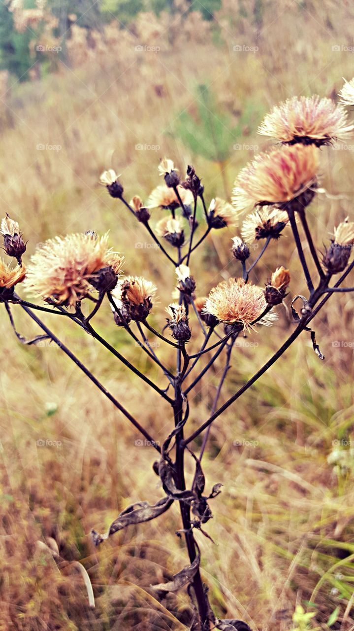 Nature, Flower, No Person, Summer, Outdoors