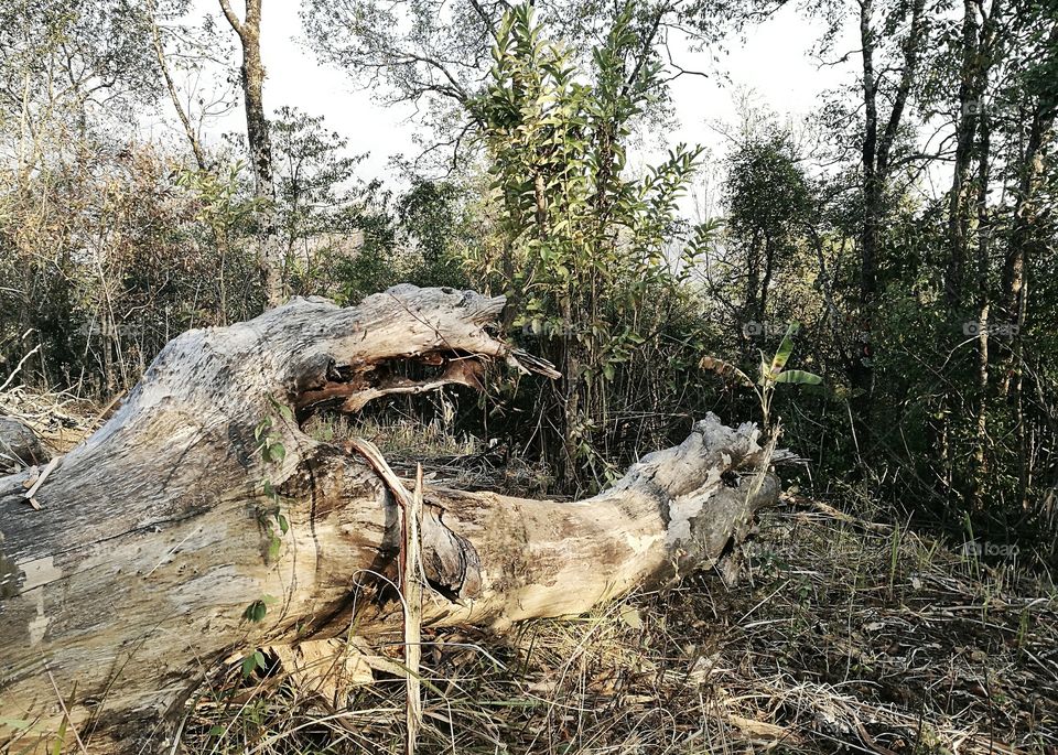 even the mighty falls