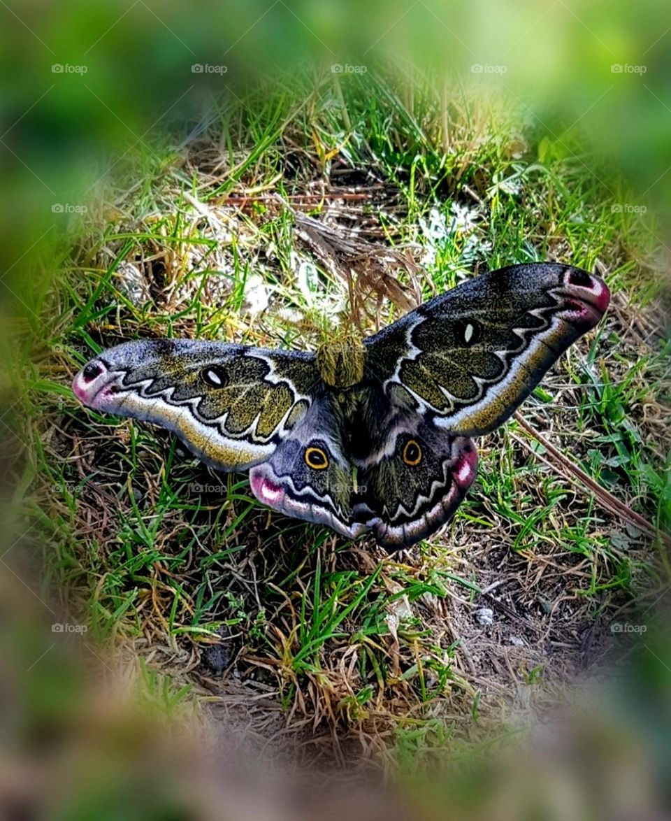 Peacock grey, pink & yellow butterfly