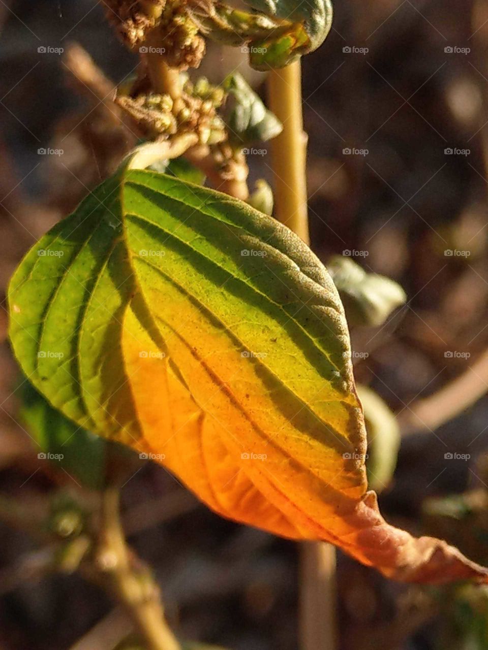 Light: natural vs artificial. the sunlight was shining on a leaf of green amaranth in the winter(subtropical winter=temperate zone's fall) dusk, it was discolored and so bright.