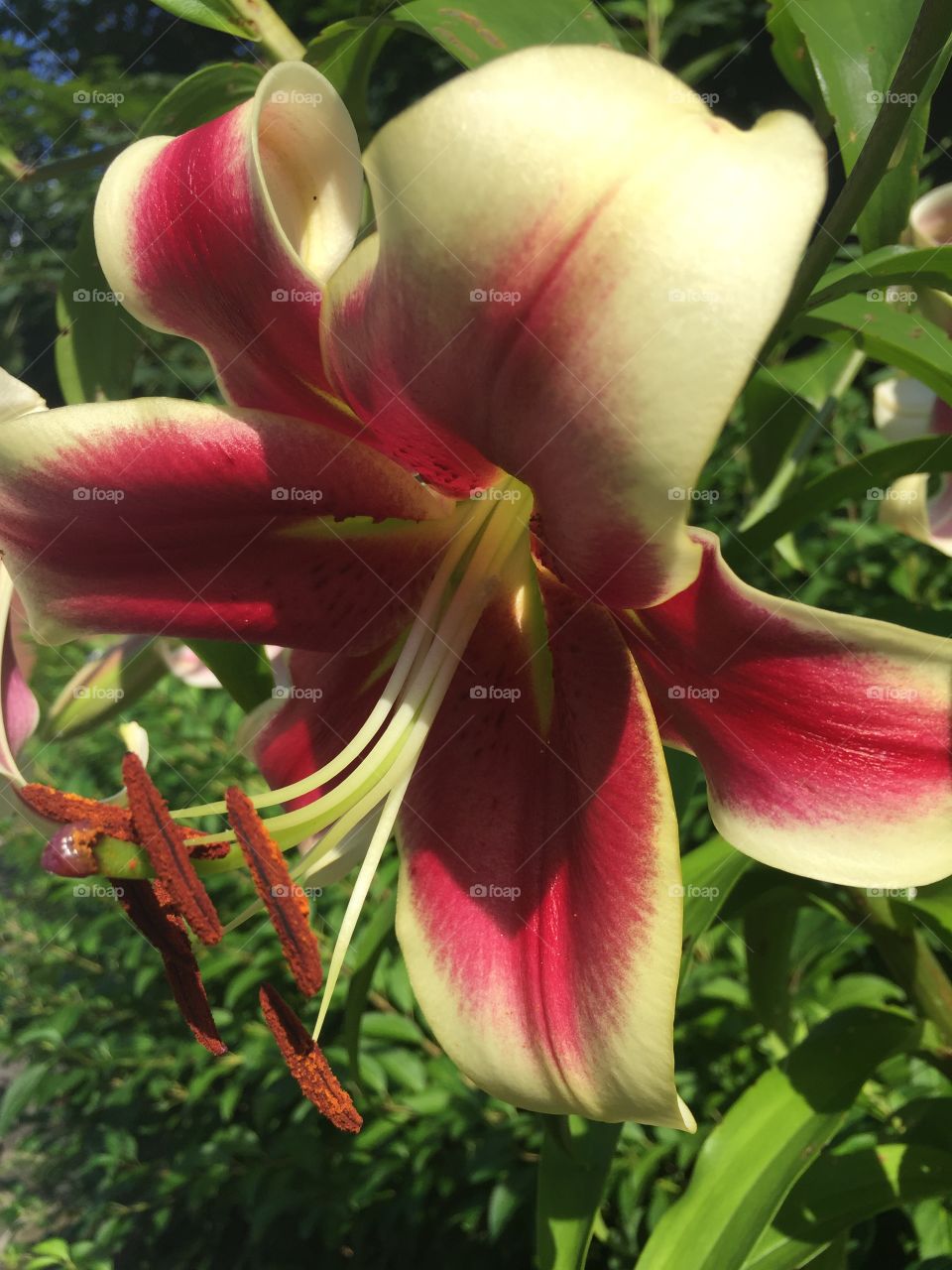 One angle of the beauty