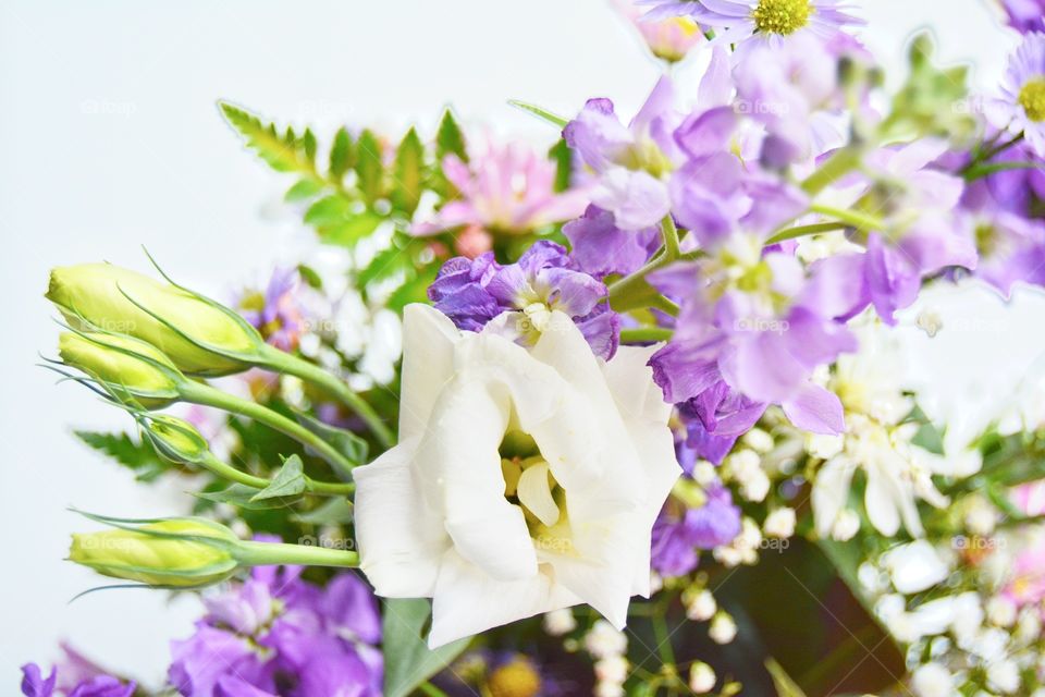 Close-up flowers on tree