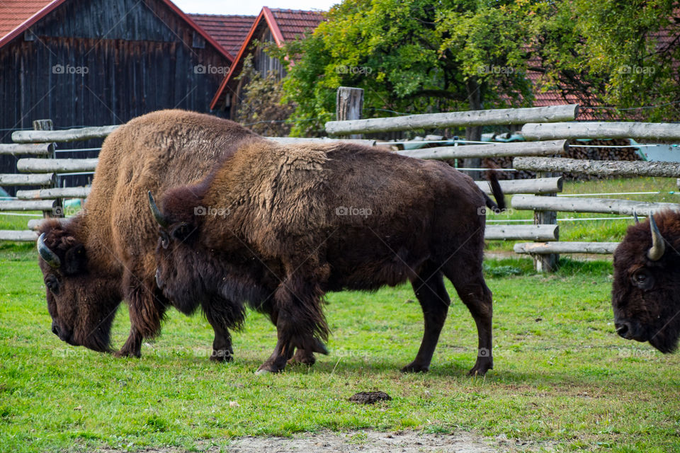 Bison