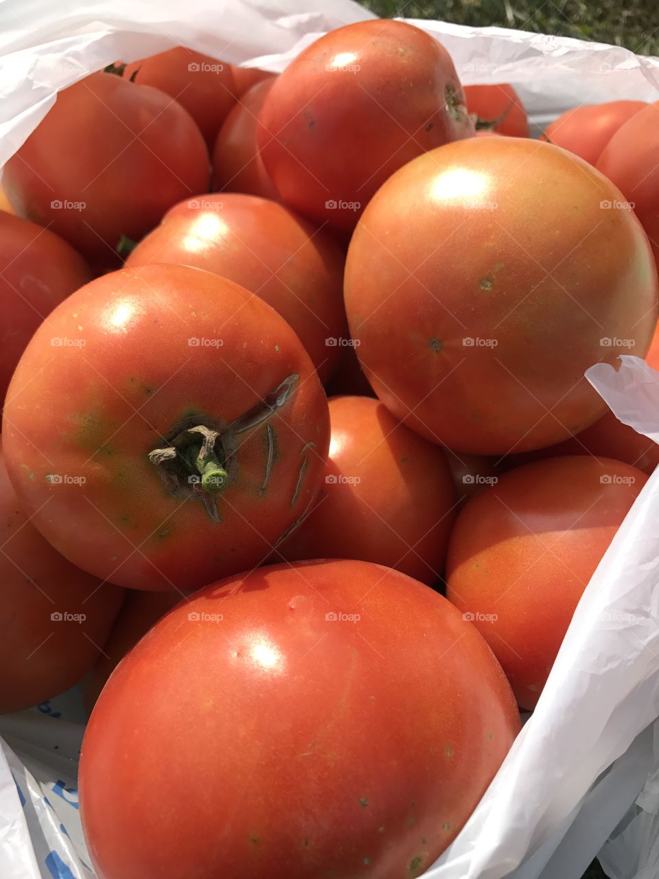 Fresh from the garden tomatoes 