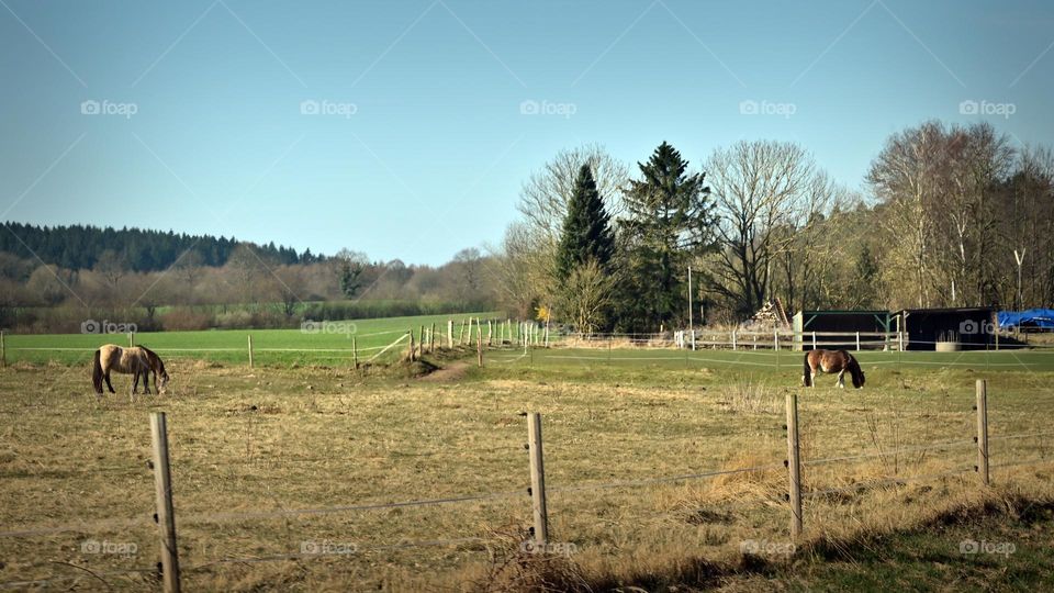 horses in nature