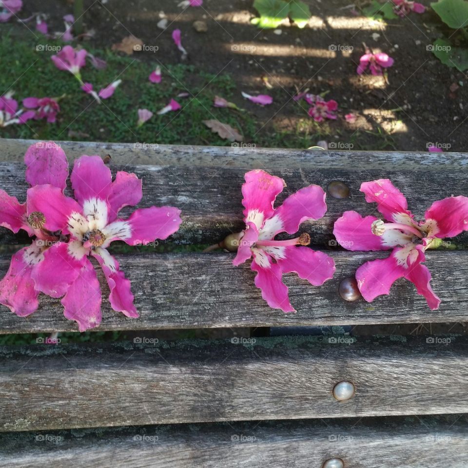 Flowers on a bench