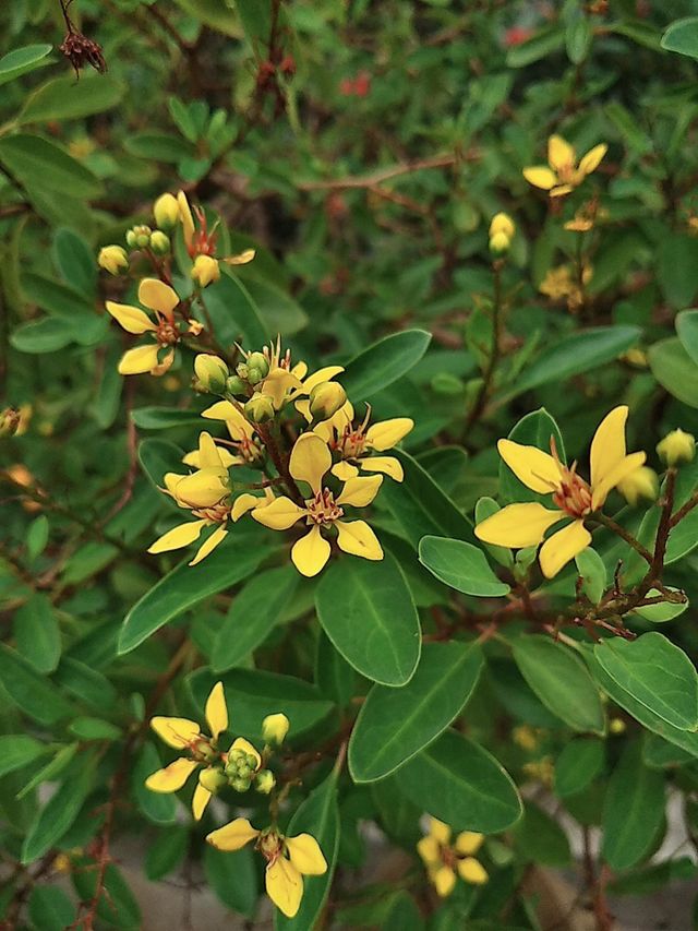 Color : yellow
