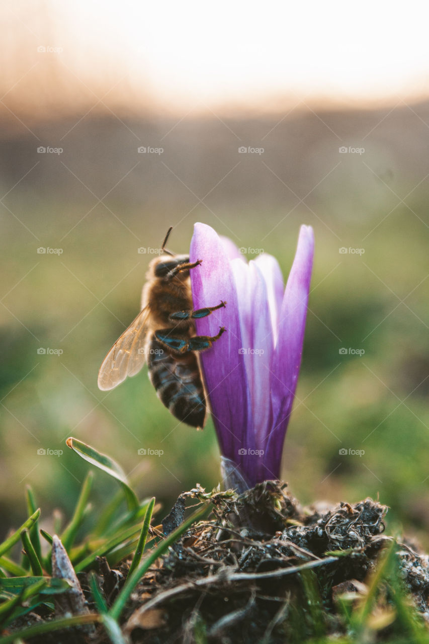 pollinating bee