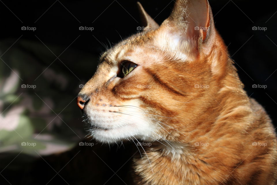 Bengal cat profile