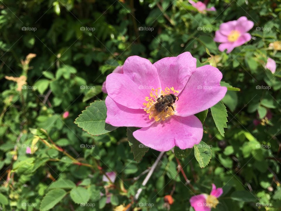 The rose and the bee