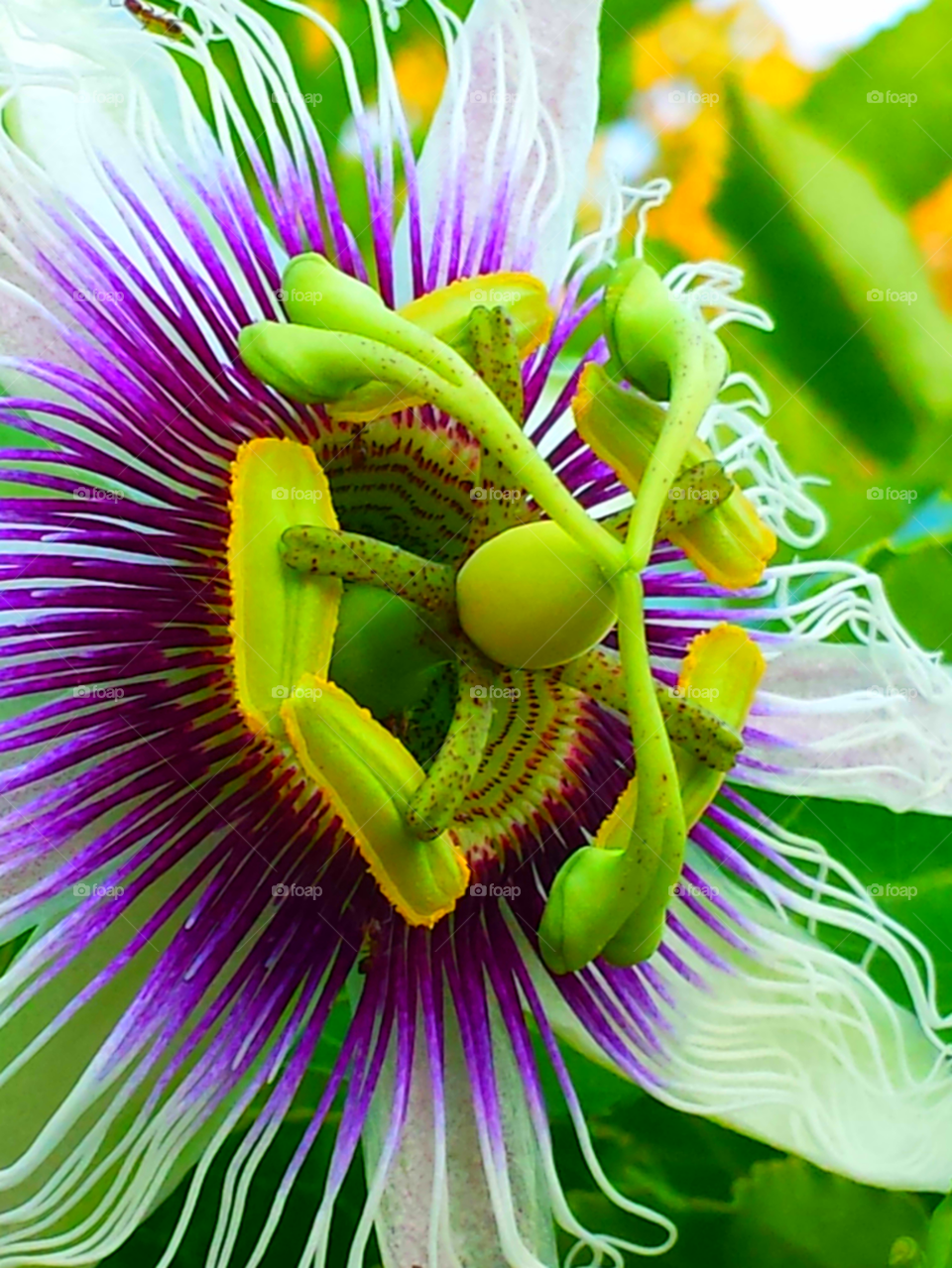 "Beautiful Passion Flower"