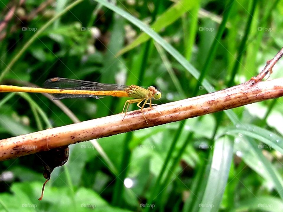 Dragonfly sitting on a littile trees branch