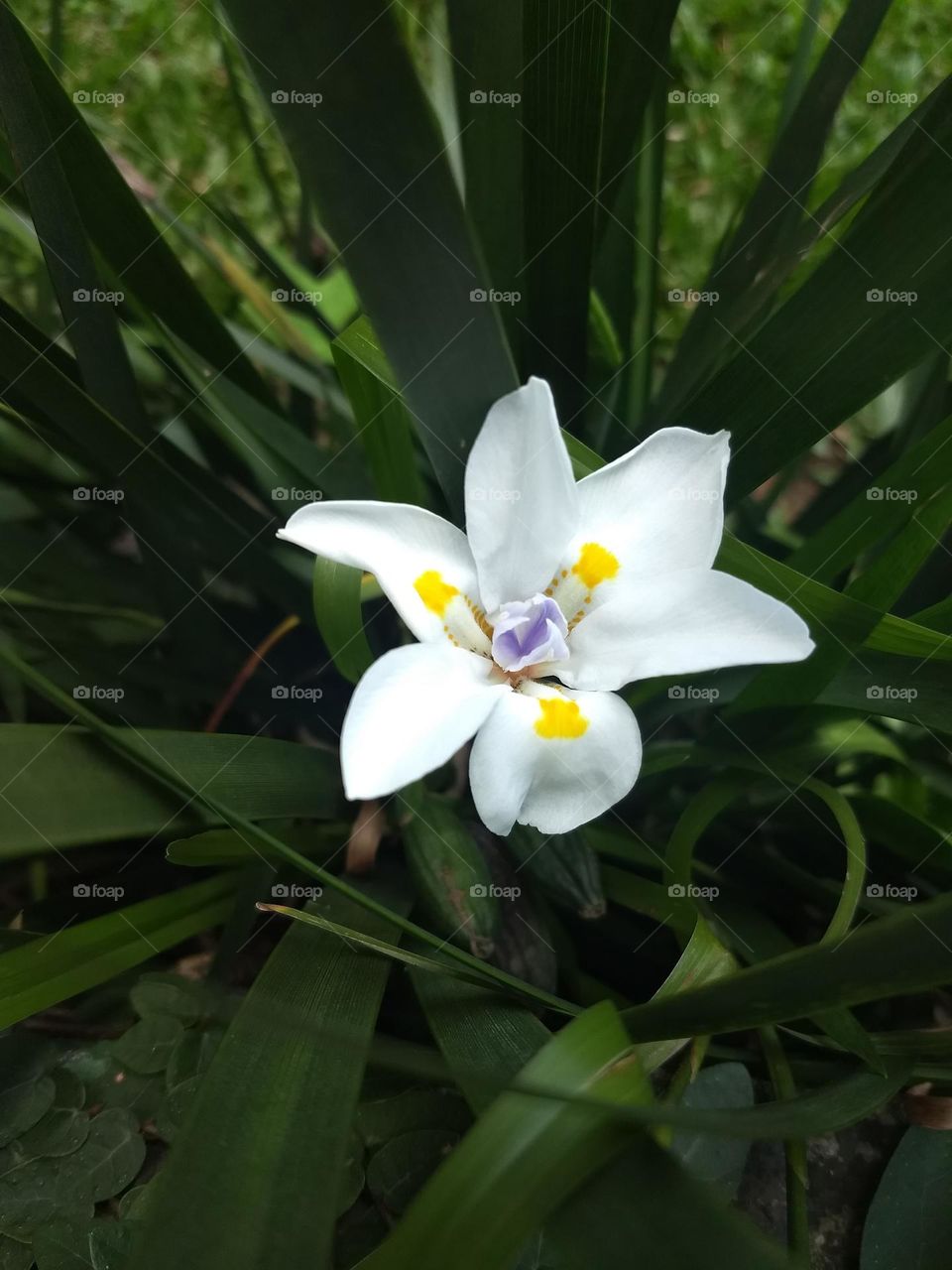 white flower with yellow and violet details