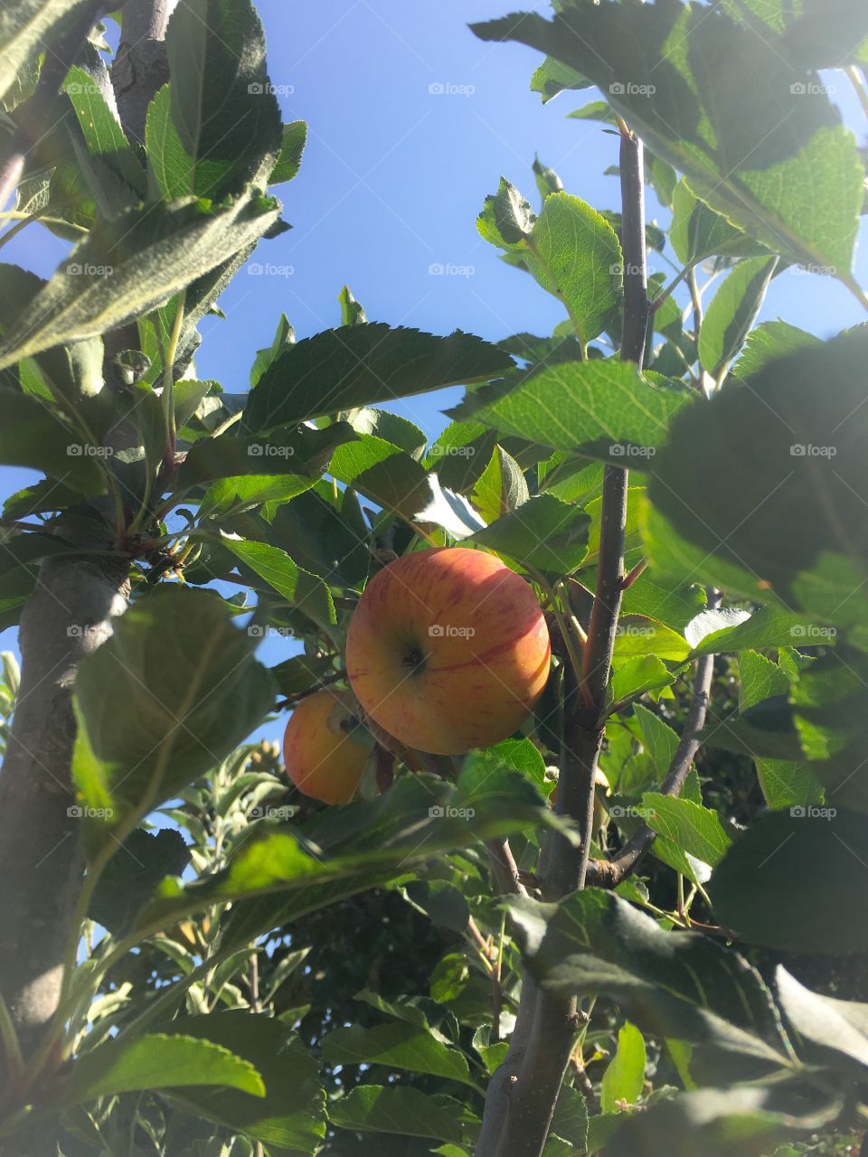 Apples on tree