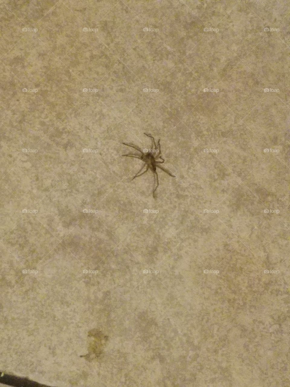Old Kitchen Spider