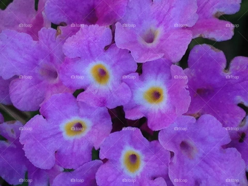 Purple flowers 