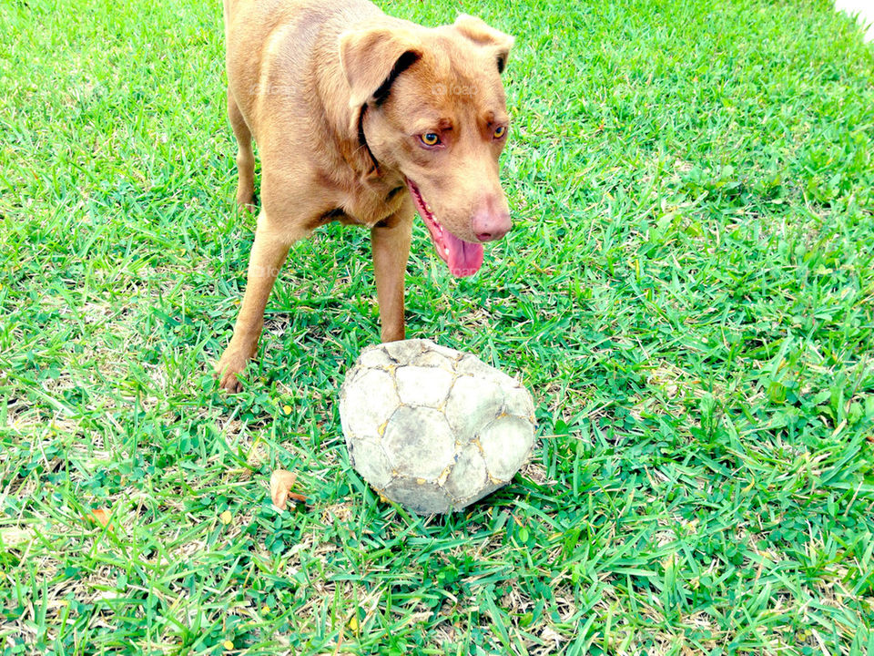 Soccer Dog