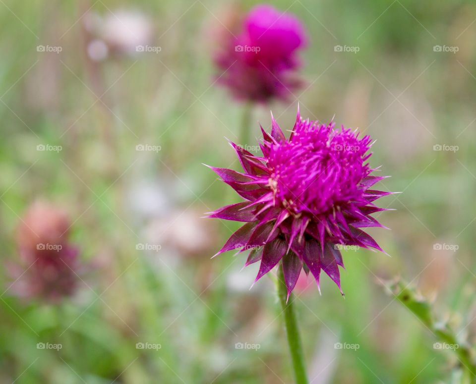 Nodding Thistle in bloom