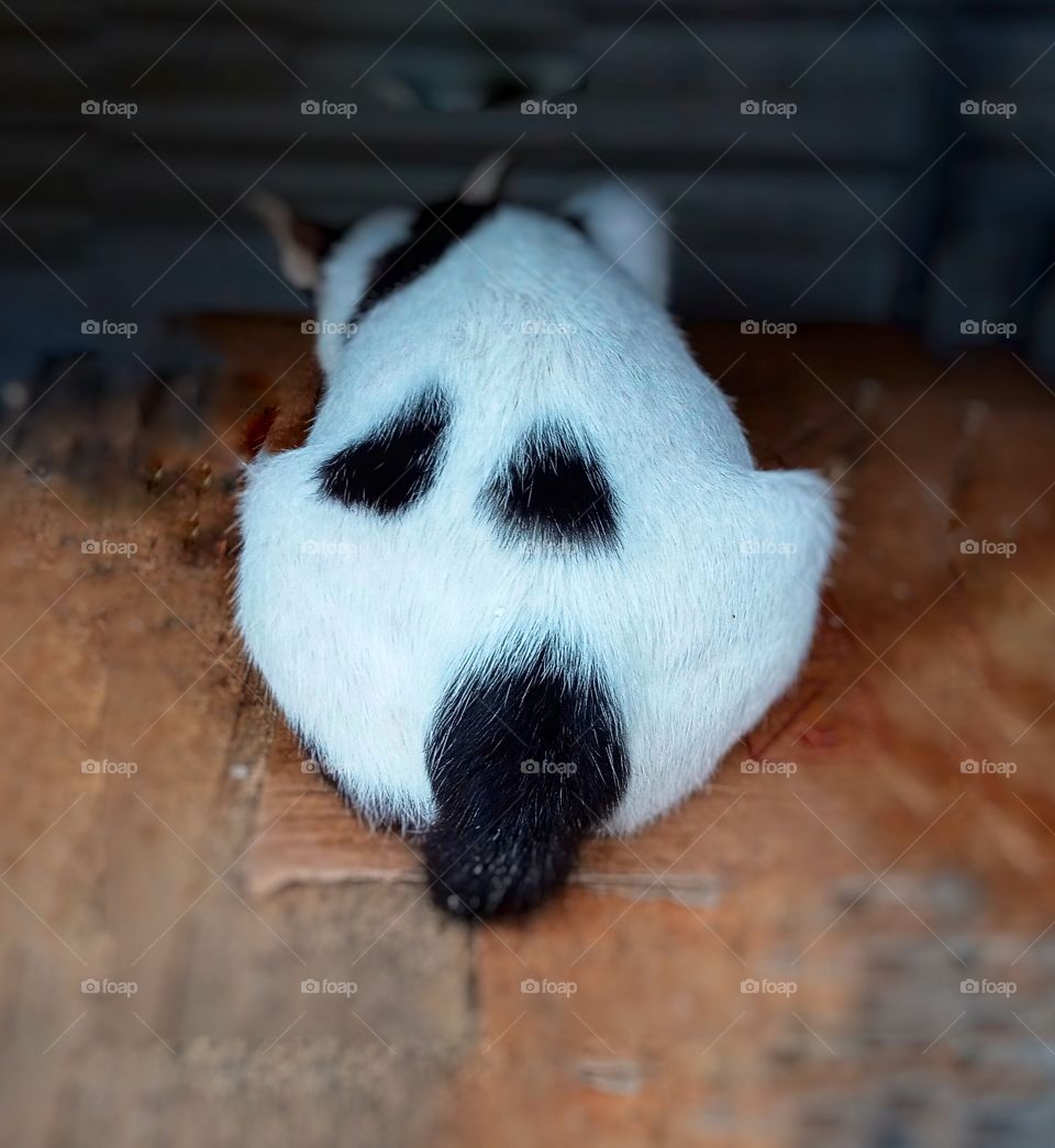 Scream cat, pattern animal