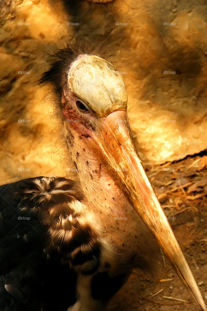 Lesser adjutant stork