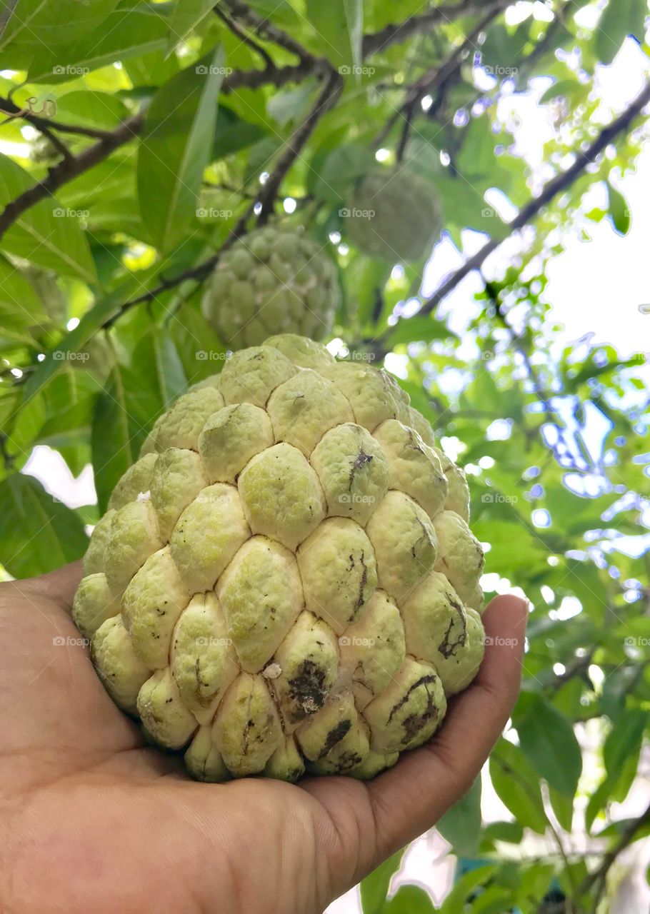 Custard Apple