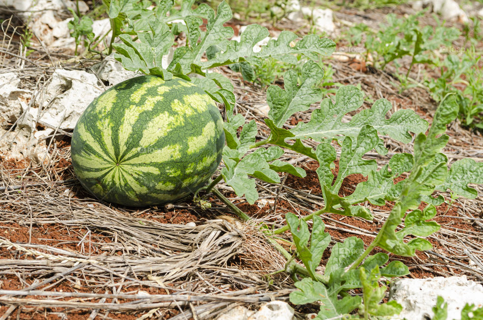 Watermelon In Garden