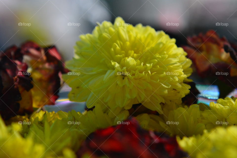 yellow,  flower,  nature 