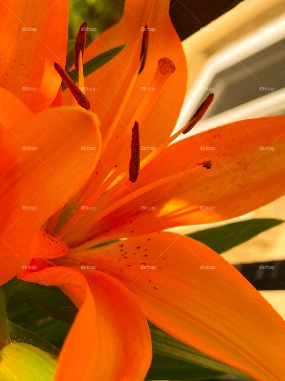 Orange flower so beautiful 