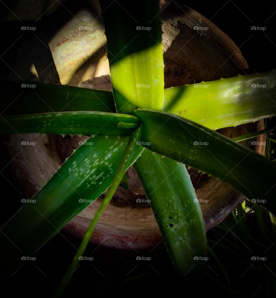 Title- Splashing Happiness
Description- Morning Light on Aloe vera plant.
Location- West Bengal,India