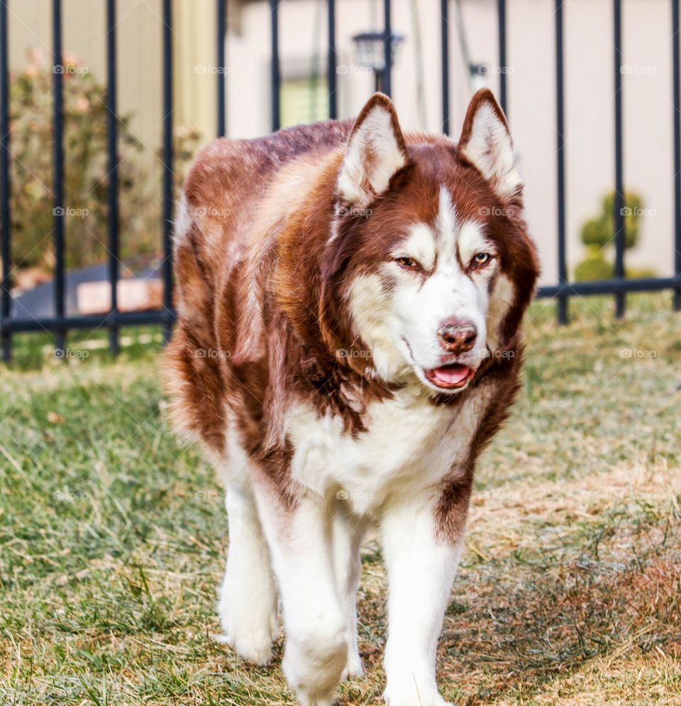 husky walking in the yard