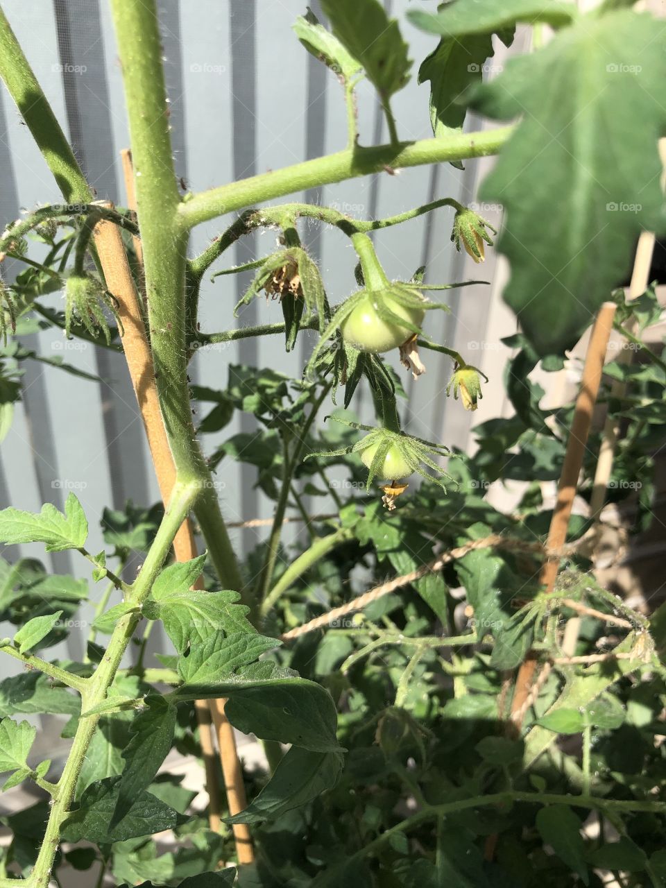 Heirloom tomato plant starting to grow tomatoes 