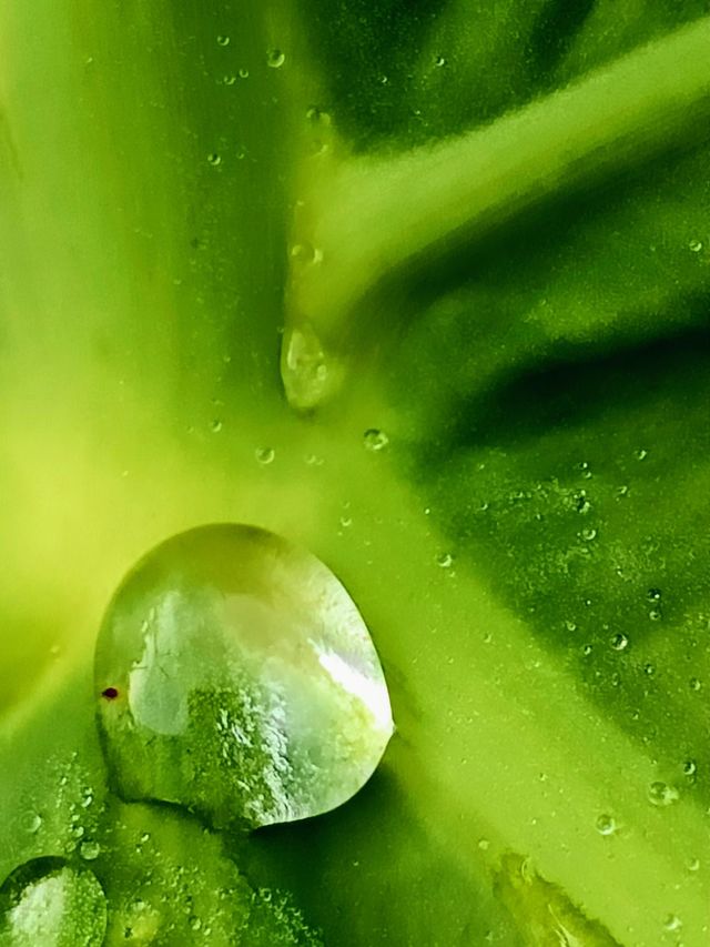 water drops on leaves