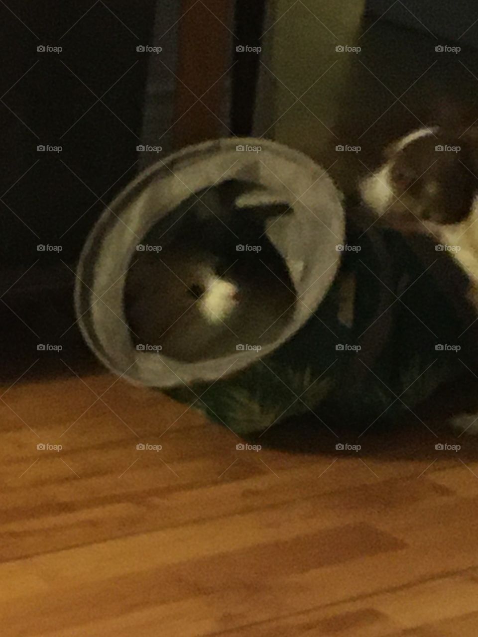 Oh no it’s you! Tom is in his tunnel and Gizmo is trying to pull it. To funny.
