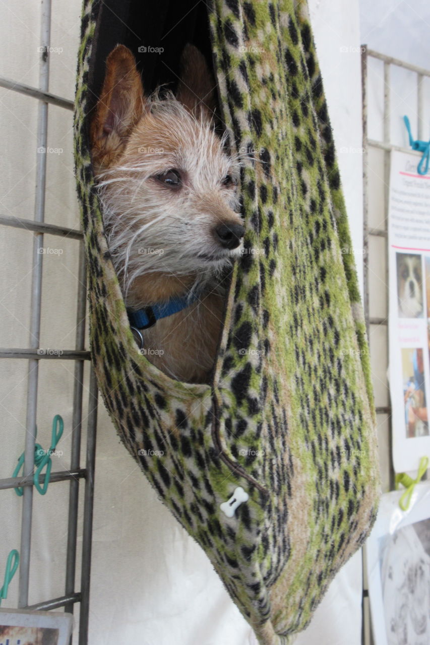 Doggie in a hanging bag