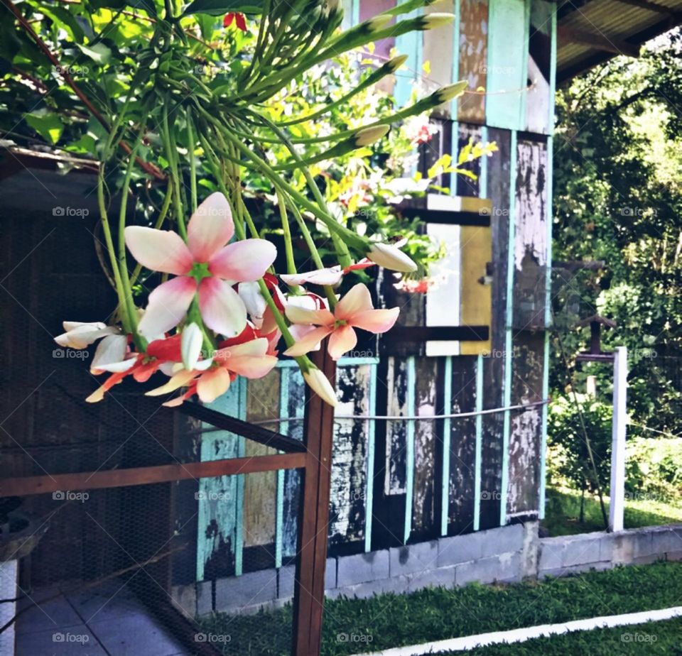 Perfumadas trepadeiras enfeitando a entrada da casa listrada.