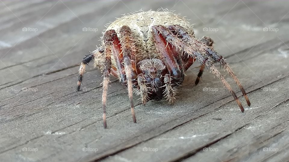 Spider, Nature, Arachnid, Animal, Insect