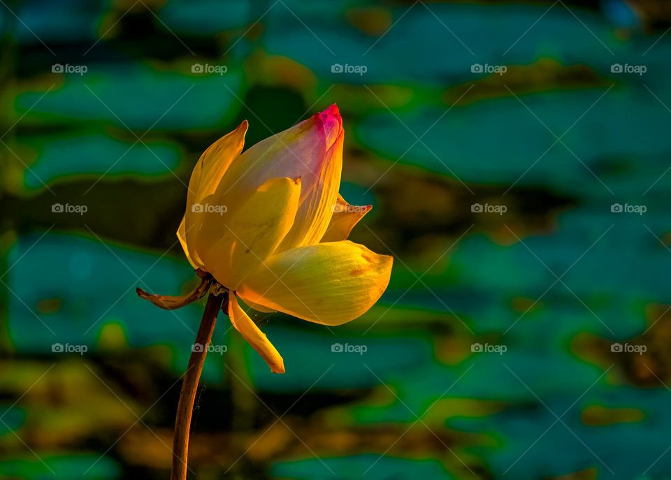 Lotus flower - Soft sun light