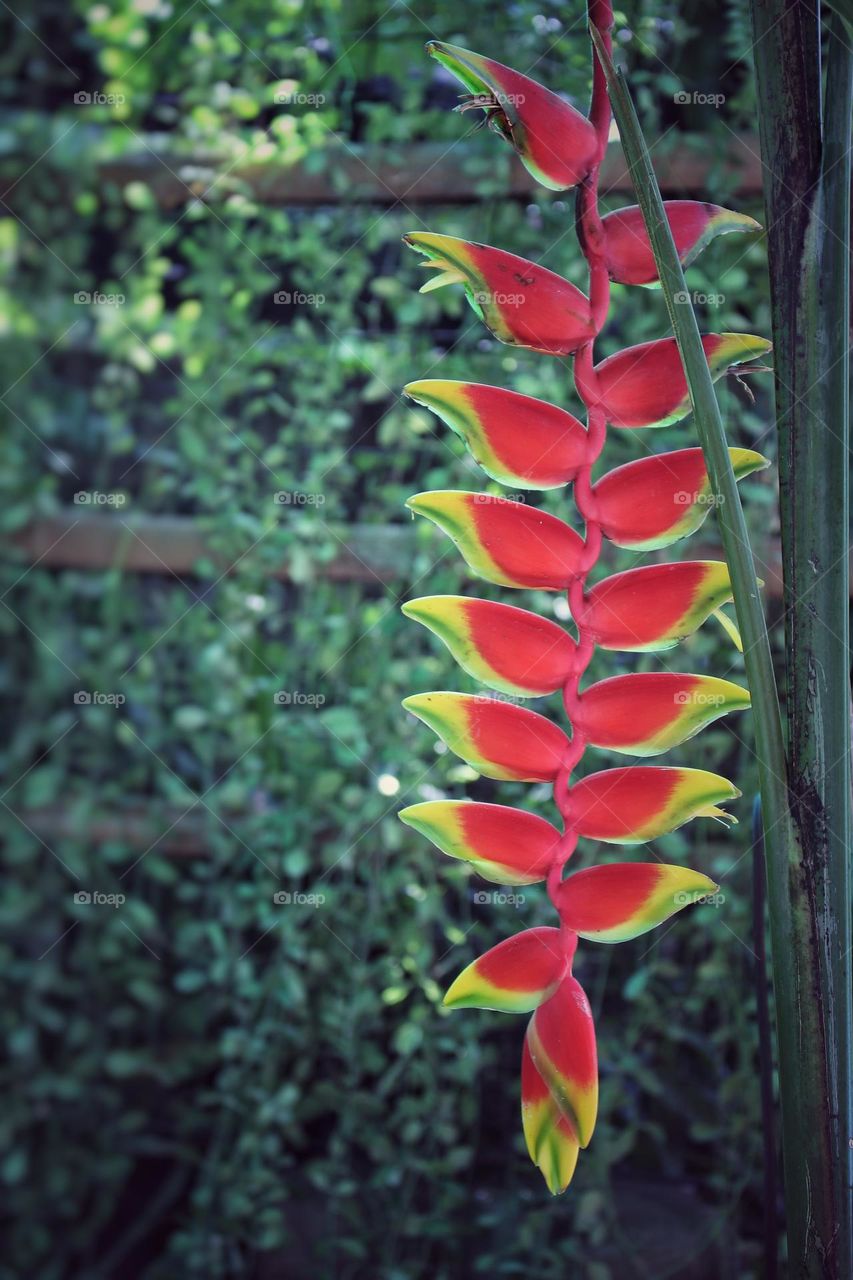 Heliconia