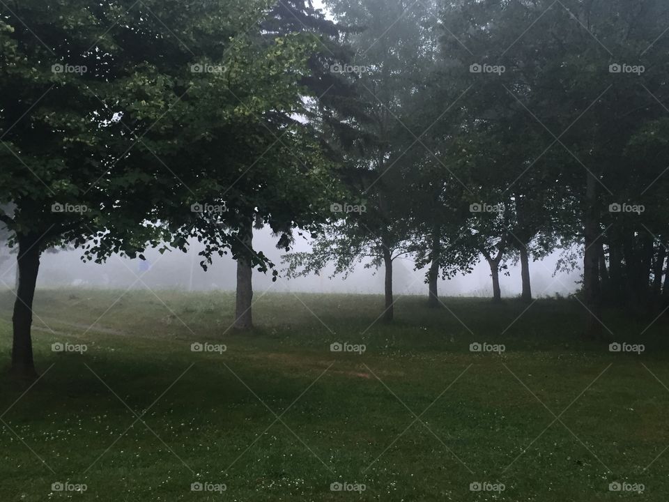 Tree, Landscape, No Person, Grass, Fog