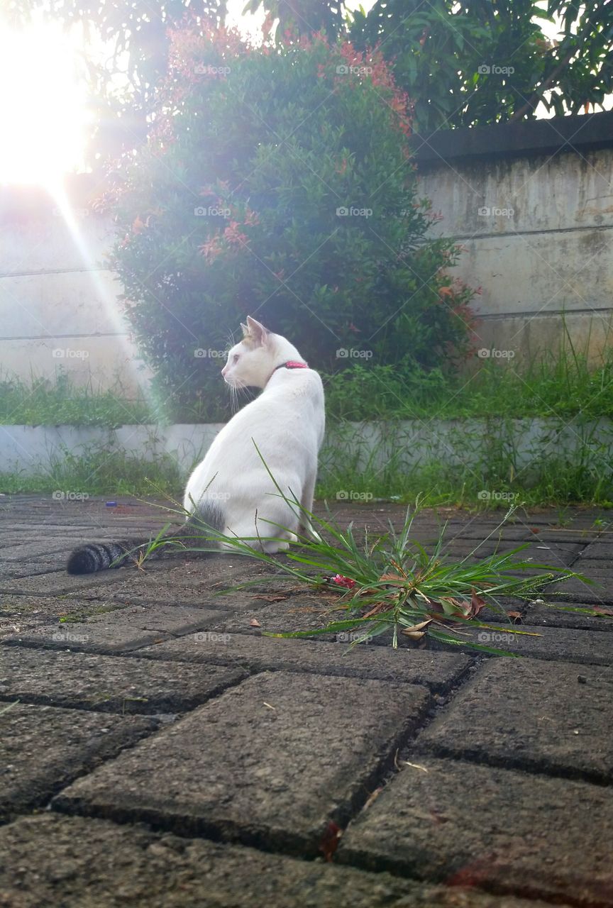 White cat with grey ring tails wearing pink collar have a sunlight on her back
