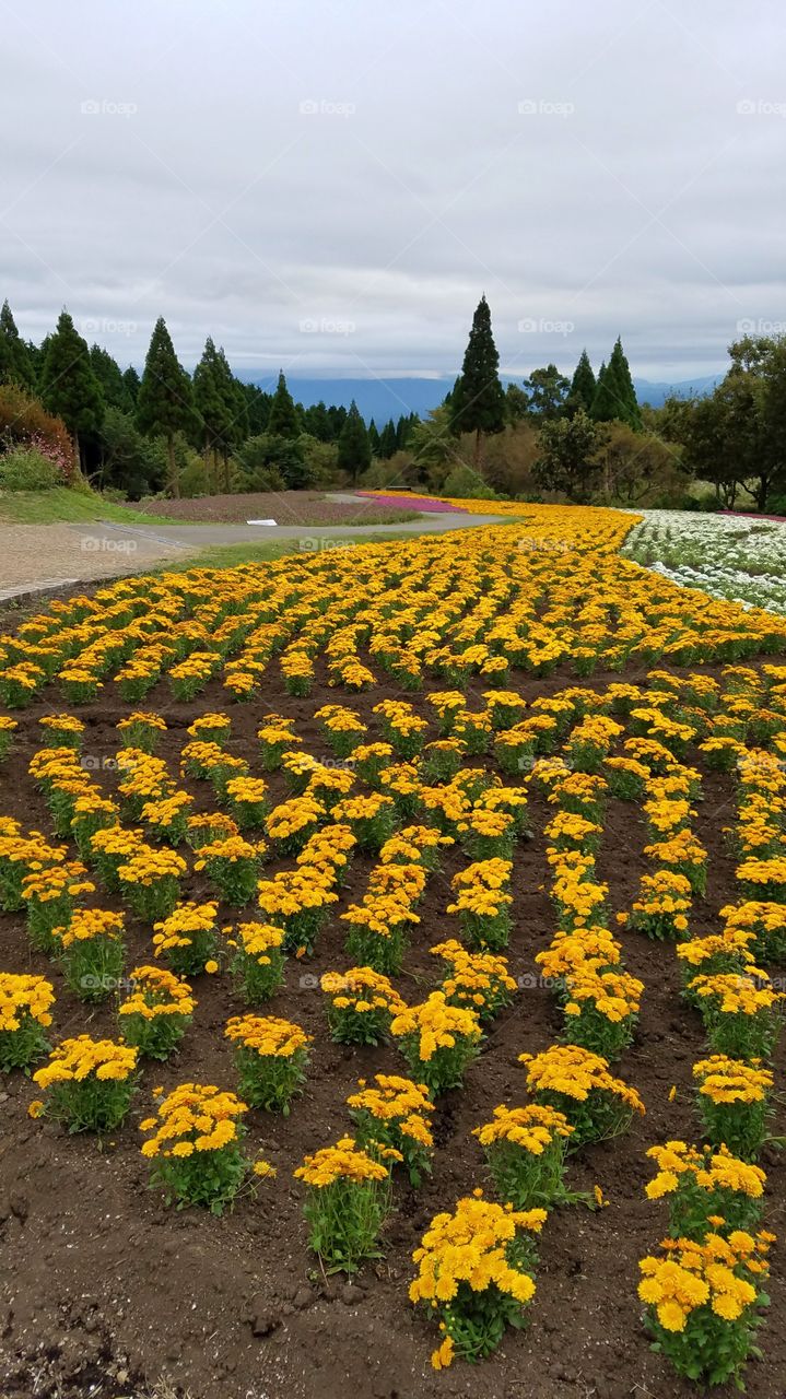 Flower fields