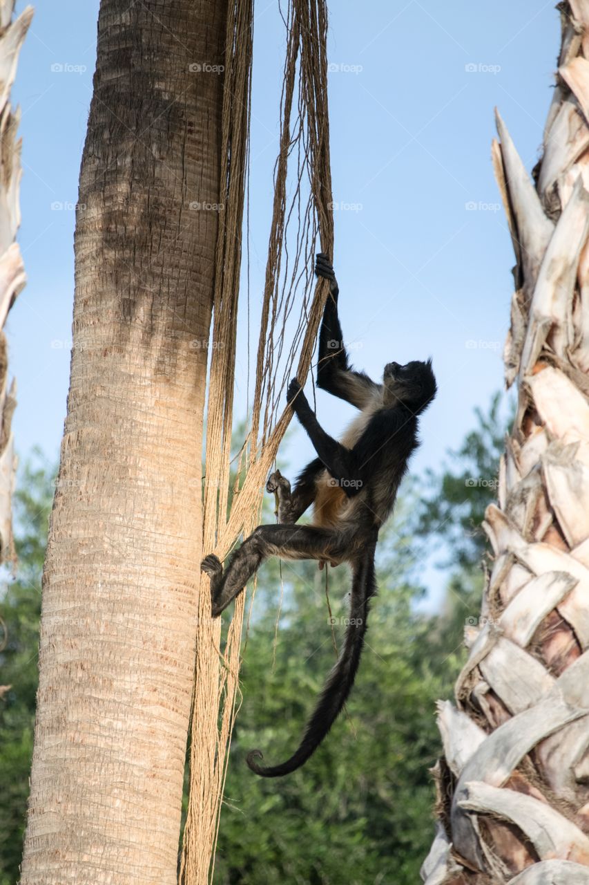 Monkey climbing 