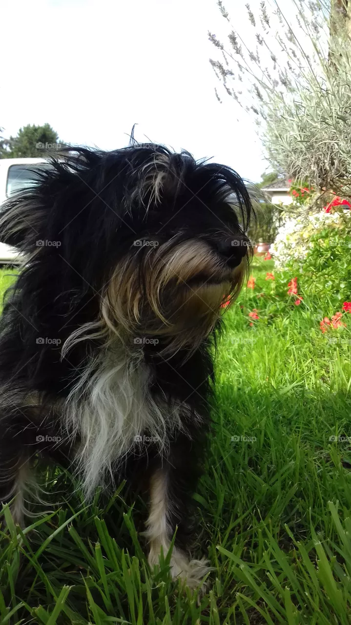 Dog